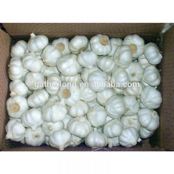 Fresh Jinxiang Garlic in Hot Sale of Competitive Price #4 image