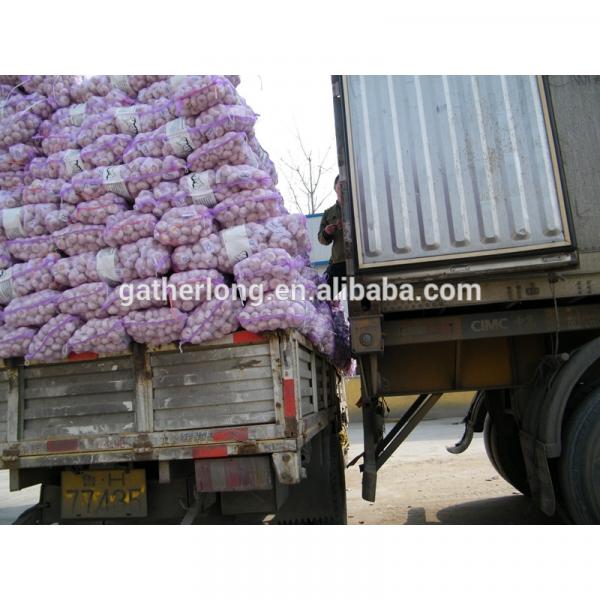 Fresh Jinxiang Garlic in Hot Sale of Competitive Price #5 image