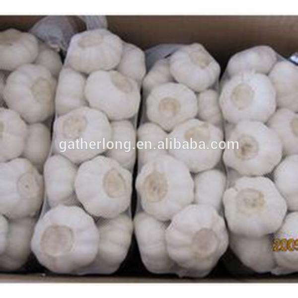 Offer Fresh Organic Garlic without Pesticide #3 image