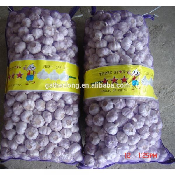 2017 New Crop Garlic Harvest in Hot Sale #3 image