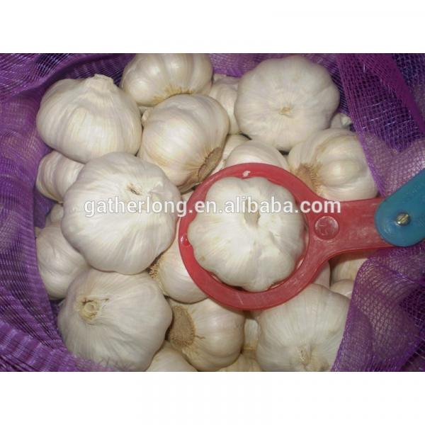 Sell 2017 Crop Fresh garlic - Spicy - Best price #4 image