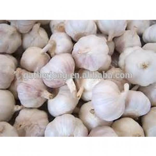 Red/Pink/Purple/Violet Garlic in Hot Sale #5 image