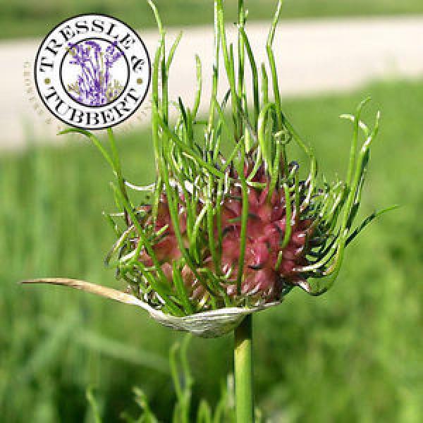 RARE Crow Garlic, Allium vineale, salad crop - 5 seeds -  UK SELLER #1 image