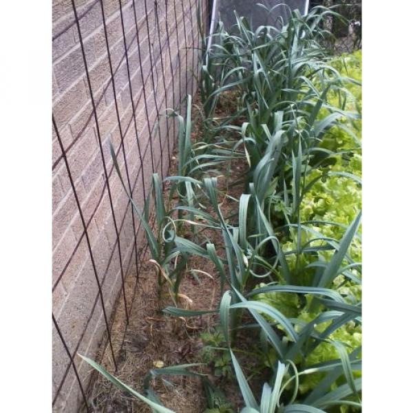 ROCAMBOLE GARLIC SEEDS FRESH CROP 40 SEEDS #3 image