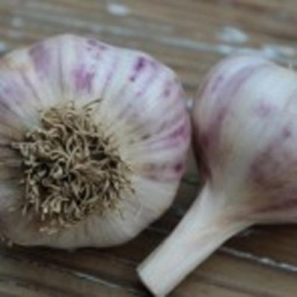 Artichoke garlic softneck, braidable-Kettle River Giant- 20 bulbils,planting #2 image