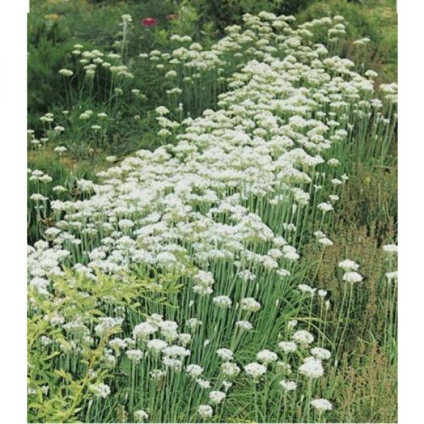 Garlic Chives Herb-250+Seeds-Non GMO-Open Pollinated-Organic #2 image