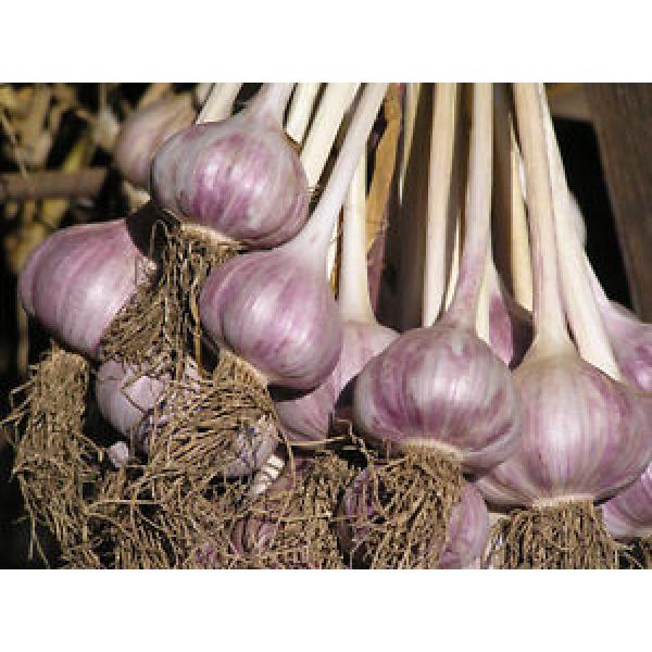 Garlic Bulblets ~ INCHELIUM RED ~ Heirloom ~ Softneck Garlic~ 6 Bulblets/Cloves #1 image