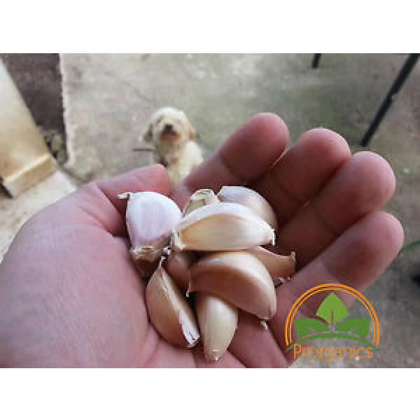 30 Organic Puerto Rican Garlic Cloves by Prorganics #1 image