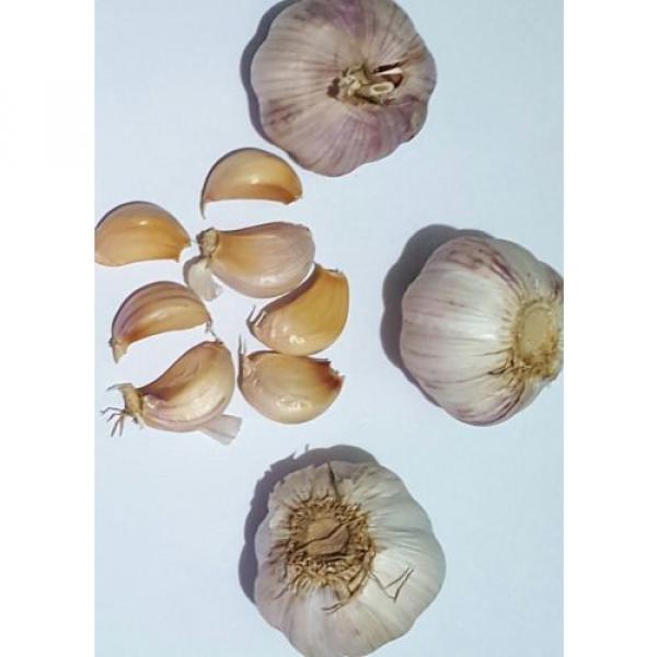 Garlic Seeds  30 cloves #1 image