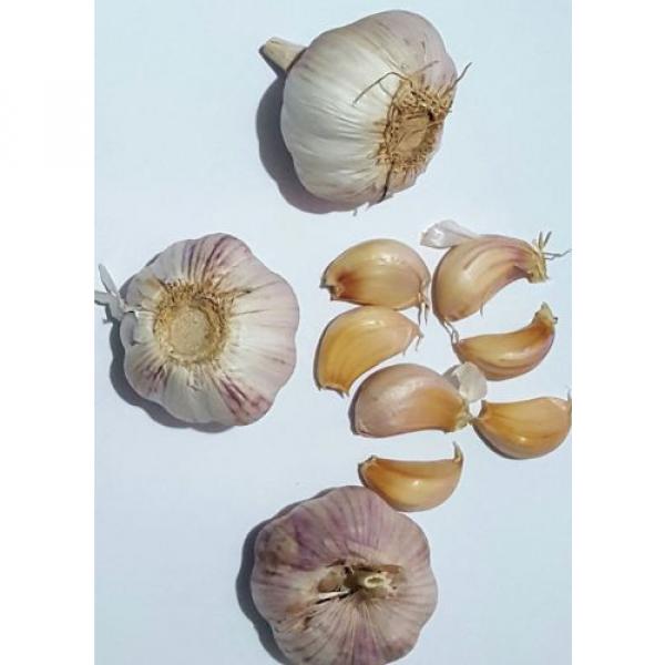 Garlic Seeds  30 cloves #2 image