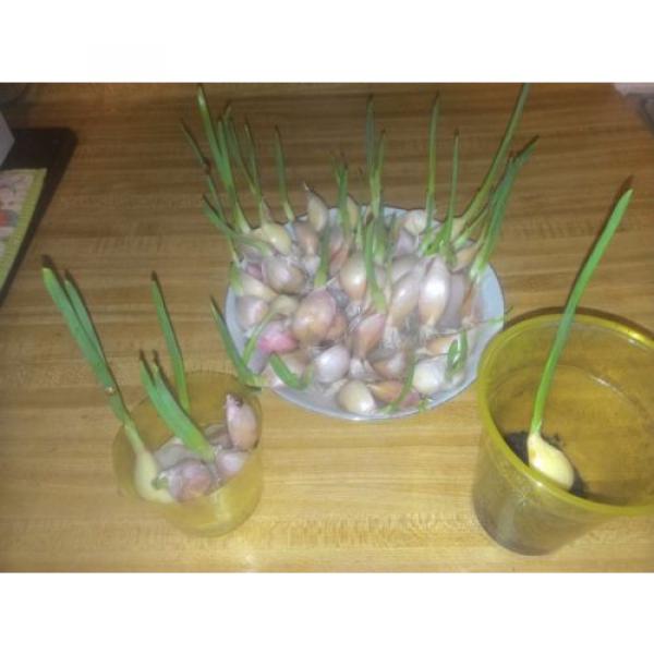 ONE POUND Majestic Italian Garlic Bulbs for Planting or Eating #4 image