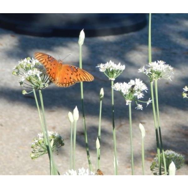 Garlic Chive Seeds Allium Tuberosum Heirloom Homegrown #1 image