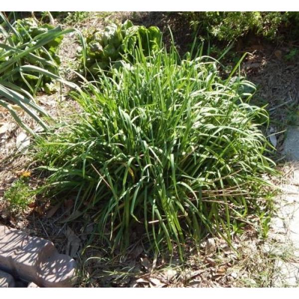 Garlic Chive Seeds Allium Tuberosum Heirloom Homegrown #2 image