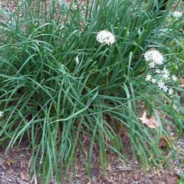 CHIVES Garlic Seeds (V 45) #1 image