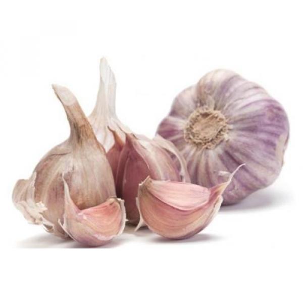 Organic Garlic &#039;&#039;MORADO&#039;&#039; Seeds** 20-Clove**Hardy &amp; Viable Seeds* UK SELLER* #2 image