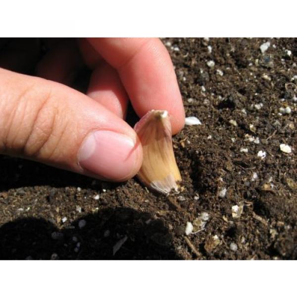 Organic Garlic &#039;&#039;MORADO&#039;&#039; Seeds** 20-Clove**Hardy &amp; Viable Seeds* UK SELLER* #3 image