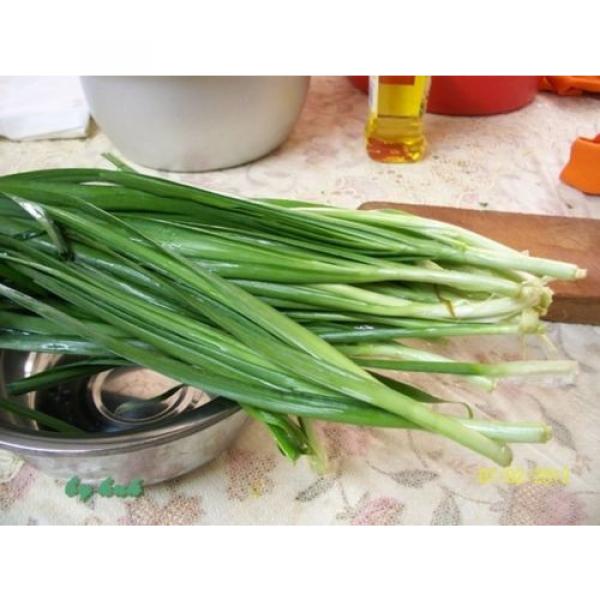 200 Garlic Chive Seeds  Korean Buchukimchi Asian Garden Vegetable ORGANIC #1 image