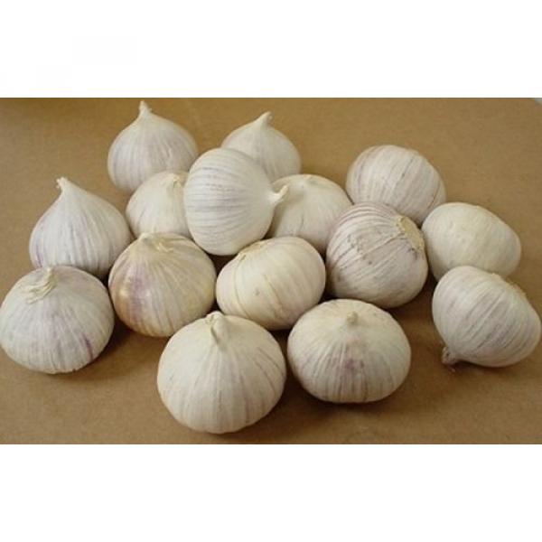 15 Bulbs Single Clove Garlic, Solo Garlic, Heirloom Herbs From Thailand #1 image