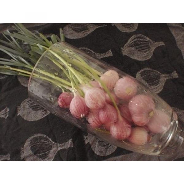 15 Bulbs Single Clove Garlic, Solo Garlic, Heirloom Herbs From Thailand #2 image