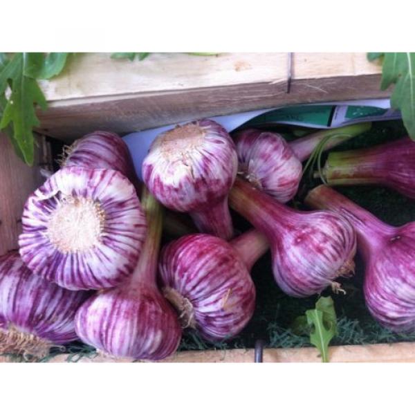 Russian Red, Garlic For planting (3 Large Heirloom Bulbs) Untreated,Organic! #1 image