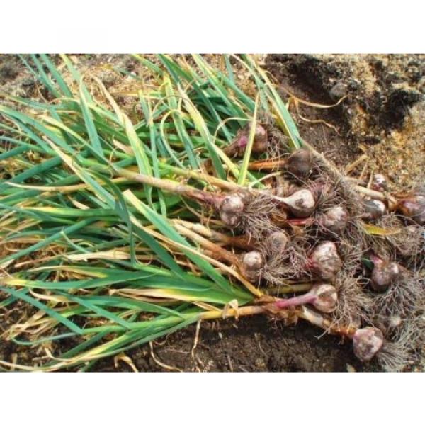 Russian Red, Garlic For planting (3 Large Heirloom Bulbs) Untreated,Organic! #2 image