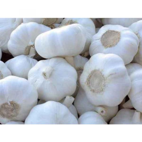 Hot Bogatyr Garlic Bulbs/ Seed. 2 .1/2 Pound #1 image