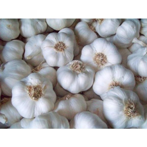 Hot Bogatyr Garlic Bulbs/ Seed. 2 .1/2 Pound #2 image