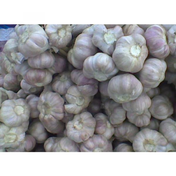 40 Bulbs Thai Garlic Alluim sativum. Heirloom for planting or cooking #1 image