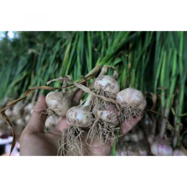 40 Bulbs Thai Garlic Alluim sativum. Heirloom for planting or cooking #2 image